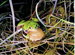 Abb. 1: Für den Laubfrosch (Hyla arborea ) ist Fischbesatz in Reproduktionsgewässern eine bedeutende Gefährdungsursache.  
For the European tree frog ( Hyla arborea) the occurrence of fish in their reproduction habitat represents major threat.