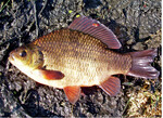 Abb. 2: Die Karausche (Carassius carassius ) ist eine bedrohte und schützenswerte Fischart, die häufig ihre letzten Rückzugsbereiche in kleineren Stillgewässern und Söllen hat. 
The crucian carp ( Carassius carassius) is an endangered fish species deserving protection. Frequently its last habitats of retreat are small water bodies and kettle holes.