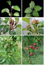 Abb. 1 : Morphologische Unterscheidungsmerkmale zwischen Wildapfel (M. sylvestris ) und Kulturapfel (M. xdomestica Borkh). Fotos links: Wildapfel mit unbehaarten bzw. wenig behaarten und glänzenden Blättern, Blattstielen und Fruchtknoten, kleine grüne Früchte; Fotos rechts: Kulturapfel mit dicht behaarten Blättern, Blattstielen sowie Fruchtknoten und meist deutlich größeren, oft auch rötlichen Früchten.
Morphological characteristics discriminating wild ( M. sylvestris) and domesticated apple ( M. x domesticaBorkh); photos on the left: wild apple with hairless or rather little hairy leaves, petioles and ovary, small green fruits; photos on the right: domesticated apple with hairy leaves, petioles and ovary and usually distinctly larger and often reddish fruits.