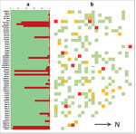 Abb. 2 : (a) Artreinheit der Genotypen der Wildapfel-Erhaltungsfläche Dassel nach erfolgter genetischer Analyse (grüne Balken = Anteil Wildform, rote Balken = Anteil Kulturform); (b) schematische Darstellung der Verteilung der Individuen auf der Fläche, Verband 5 x 5¿m (rot = Kulturapfel, gelb = Hybride, grün = Wildapfel).
(a) Species integrity of the genotypes of the conservation orchard "Dassel” (green bars = wild type, red bars = domesticated apple); (b) diagram of the distribution of individuals, plant spacing 5 x 5 meters (red = domesticated apple, yellow = hybrid, green = wild apple) .