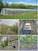 Abb. 3 : (A) Insektenschutznetz über der Wildapfel-Samenplantage der NW-FVA, (B) blühende Pfropflinge unter dem Netz, (C) speziell gezüchtete Erdhummeln, (D) Bestäubung durch eine Hummel, (E) reichliche Fruktifikation und artreine Wildapfel-Nachkommen.
(A) Insect safety net over a wild apple seed orchard of the NW-FVA; (B) flowering grafts under the net; (C) specially raised bumblebees; (D) pollination by bumblebee; (E) ample fructification and wild apple progeny.