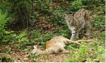 <strong>Abb. 3: </strong>Rehe sind zwar die Hauptbeutetiere der Luchse. Vor allem Kuder können aber wie hier im Bild auch Rothirsche (vor allem Jungtiere) erlegen. Roe deer is the main predation animal of the lynx. Particularly male lynxes also can successfully hunt red deer (mainly young animals), as shown on the picture.