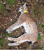 <strong>Abb. 7: </strong>Die wahrscheinlichste Ursache für die Stagnation der Luchspopulation im Böhmerwald sind illegale Tötungen. Hier sieht man die besenderte Luchsin „Tessa“, die mit dem Insektizid Carbfuran vergiftet wurde. The most likely cause for the stagnation of the lynx population in the Bohemian Forest are the illegal killings. The picture shows the female lynx “Tessa” who had been radio-collared. She was killed with the insecticide Carbfuran.