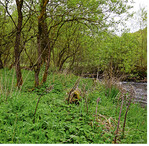 Mit dem Förderprogramm sollen Auen zu mehr Naturnähe entwickelt werden.