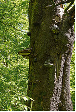 1000 ha Waldfläche im Possen sollen aus der forstlichen Nutzung genommen werden.