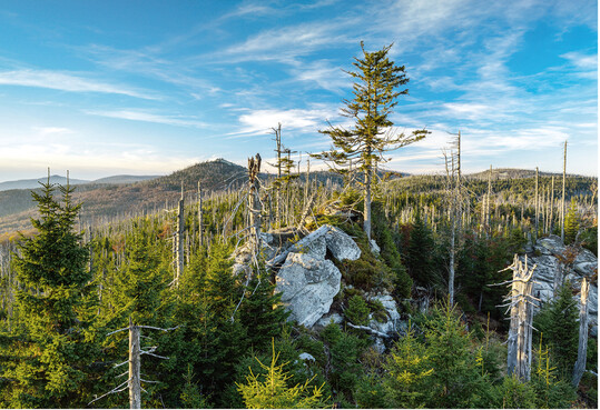 Abb. 1: Nationalpark Bayerischer Wald. Ob wir Landschaft als „schön“ empfinden oder als „zerstört“, hängt von dem Wert ab, den wir ihren Elementen beimessen, etwa den abgestorbenen Bäumen nach einem Borkenkäferbefall und der nachfolgenden Sukzession.