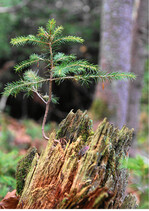 Abb. 3: Naturverjüngung: der Wunsch nach dem grünen Wald.