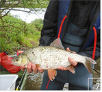 7 Für die Erhebungen müssen die Fische einzeln vermessen werden.