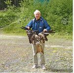 Rotmilan als Schlagopfer