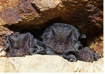 Mopsfledermaus (Barbastella barbastellus)