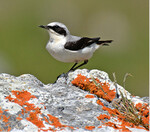Steinschmätzer (Oenanthe oenanthe)