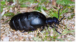 Der Schwarzblaue Ölkäfer (Meloe proscarabaeus)