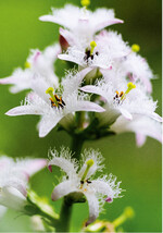 Der Fieberklee ist Blume des Jahres 2020.