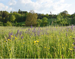 Abb. 6: Extensive zweischürige Mähwiese im Kreis Böblingen, Baden-Württemberg.