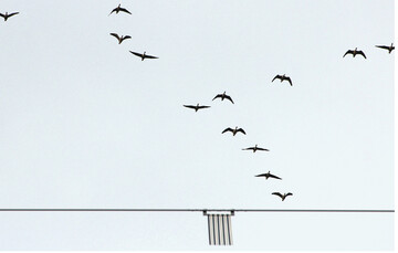 Abb. 1: Der am Erdseil einer Hochspannungsleitung angebrachte und bewegliche Zebramarker der Firma RIBE<sup></sup>gilt als derzeitiger Stand der Technik bei der Anwendung von Vogelschutzmarkern zum Schutz vor Vogelkollisionen an Stromleitungen.