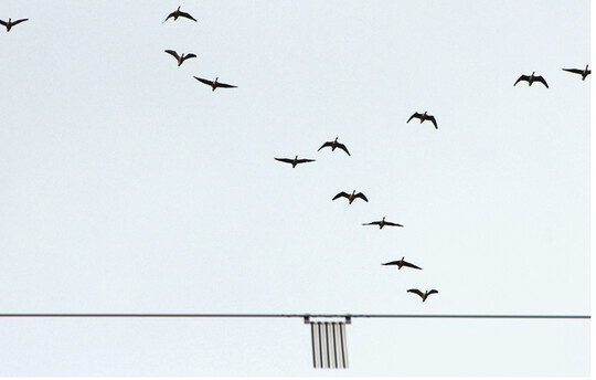 Abb. 1: Der am Erdseil einer Hochspannungsleitung angebrachte und bewegliche Zebramarker der Firma RIBE<sup></sup>gilt als derzeitiger Stand der Technik bei der Anwendung von Vogelschutzmarkern zum Schutz vor Vogelkollisionen an Stromleitungen.