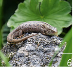 6 Eidechsen fühlen sich auf dem Gelände sehr wohl.