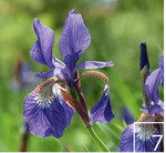 7 Die Wege werden von attraktiven heimischen Arten wie der Wieseniris eingerahmt.