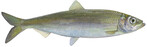 Hering (Clupea harengus)