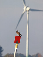 Mäusebussard und Windkraft: ein Artenschutzproblem!