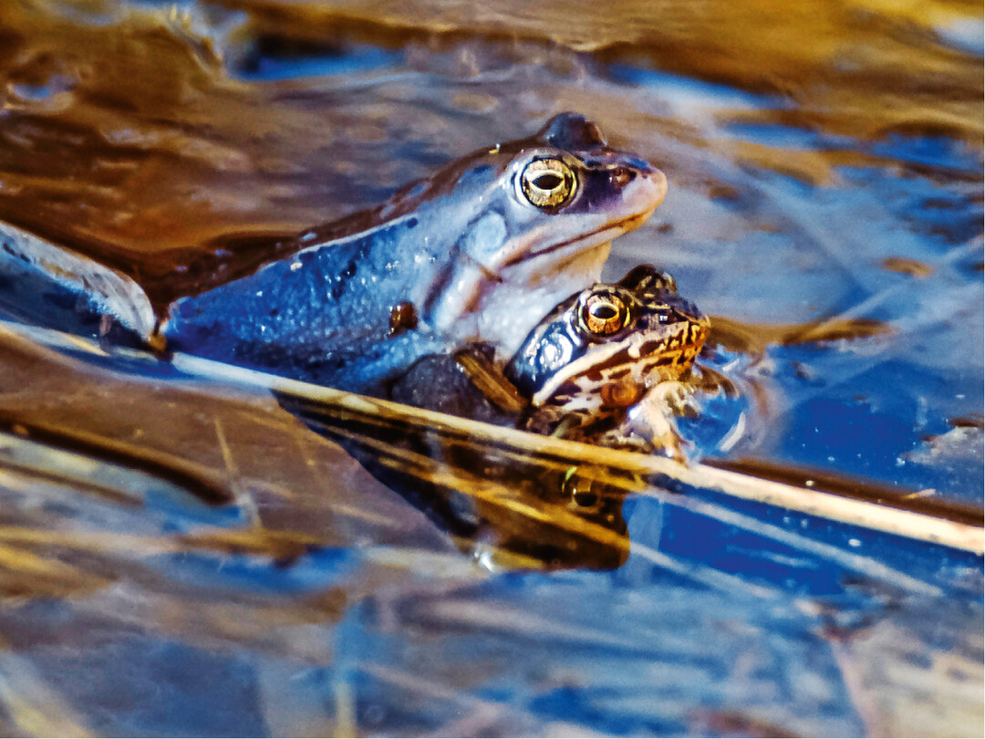 Der Moorfrosch ist nach Anhang IV der FFH-Richtlinie streng geschützt.
