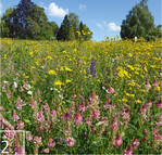 2 Durch extensive Mahd und Einstellung der Düngung wurden viele Flächen zu artenreichen Blühwiesen.