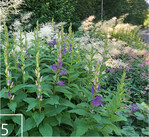 5 Heimische und nichtheimische insektenfreundliche Arten säumen heute die Straßen Bad Saulgaus.