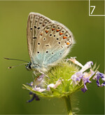 7 Der Hauhechel-Bläuling (Polyommatus icarus) liebt sonniges Offenland.