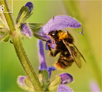 8 Die Wiesenhummel (Bombus pratorum) kommt in lichten Wäldern und Wiesen vor.
