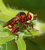 9 Die Gemeine Breitstirnblasenkopffliege (Sicus ferrugineus) ist ein Parasit besonders von Hummeln.