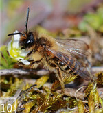 10 Männchen der Frühlingsseidenbiene (Colletes cunicularis) am Standort Geesower Hügel in Brandenburg