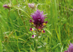 Melampyrum arvense ist eine der charakteristischen Ackerwildkraut-Arten