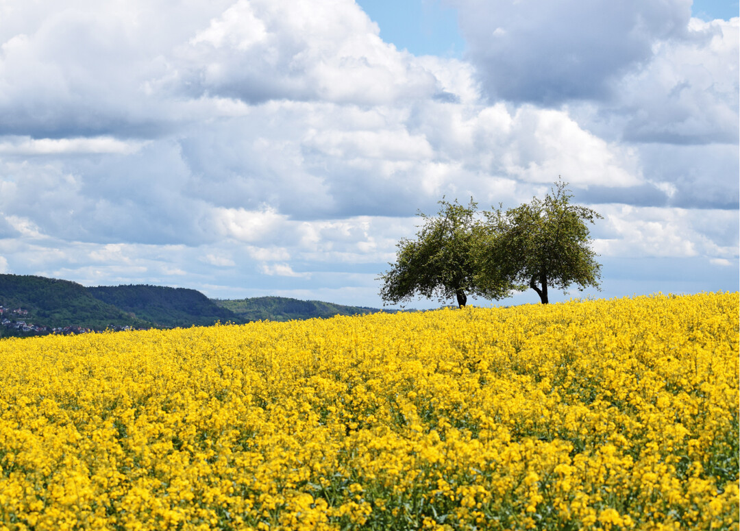 Apfelbume im Rapsfeld