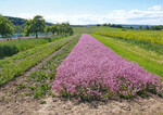 Foto 1: Vermehrungsflächen für Wildpflanzensaatgut bei Wetzlar