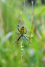 Foto 3: Wespenspinne (Argiope bruennichi ) – Teil eines Nahrungsnetzes