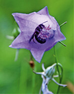 Foto 5: Männchen der Glockenblumen-Scherenbiene(Chelostoma rapunculi ) schlafend in einer Blüte der Rundblättrigen Glockenblume(Campanula rotundifolia) . Für die oligolektischen Weibchen liefern nur Glockenblumen den essenziellen Pollen.