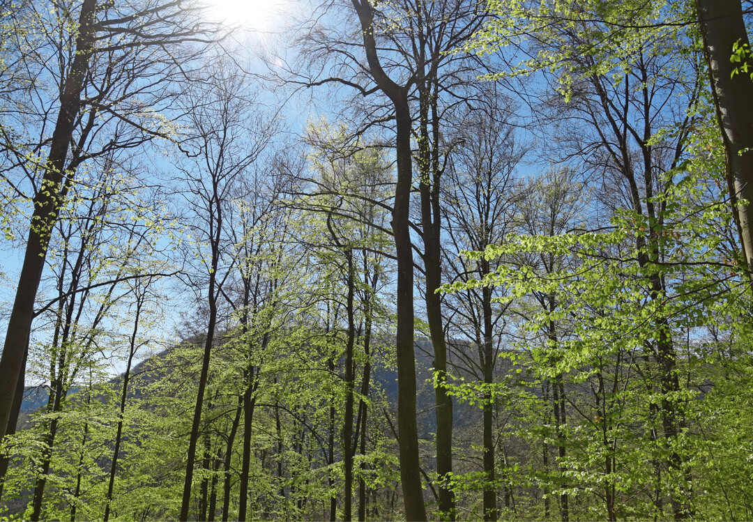 Wenn Wald in eine andere Nutzungsart überführt werden soll, ist eine Genehmigung erforderlich.