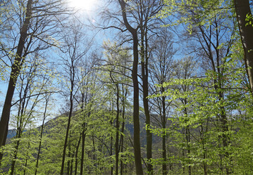 Wenn Wald in eine andere Nutzungsart berfhrt werden soll, ist eine Genehmigung erforderlich.