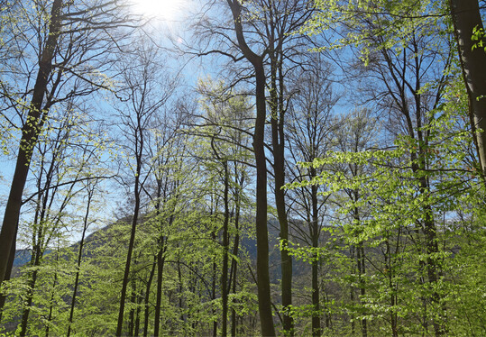 Wenn Wald in eine andere Nutzungsart berfhrt werden soll, ist eine Genehmigung erforderlich.