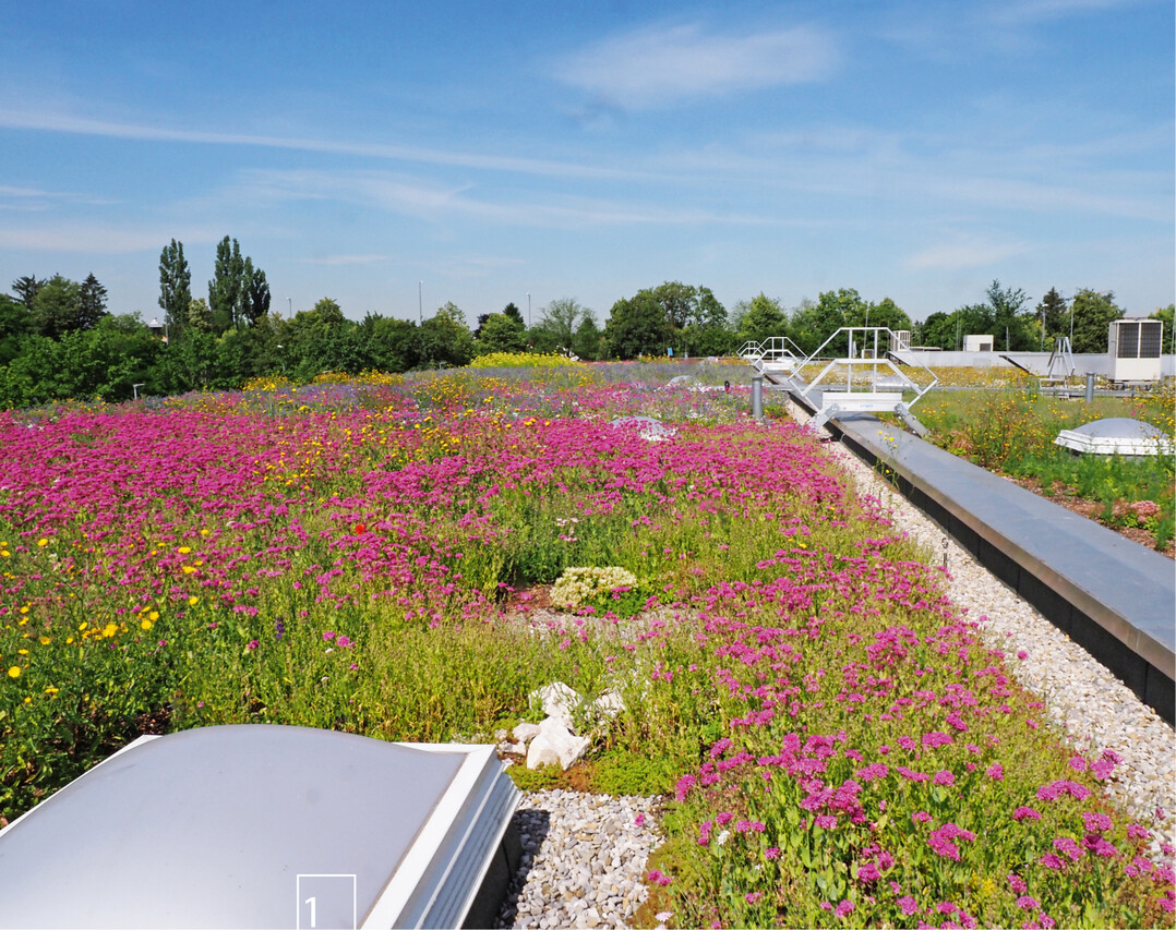 1) Biodiversitätsdächer. Durch verbindliche Festsetzung im Bebauungsplan müssen im Gewerbegebiet Reichertshofen 80 % aller Gebäude mit naturnahen Dachbegrünungen von mindestens 15 cm Höhe mit Intensiv-Dachsubstrat gebaut werden.