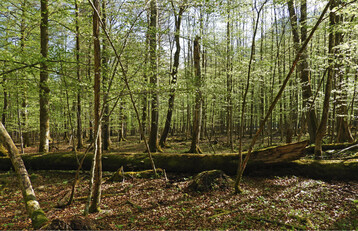 Foto 1: Waldmeister-Buchenwald im Natura-2000-Gebiet Nationalpark Berchtesgaden. Weniger als 15 % der Gesamtflche des Lebensraumtyps 9130 in sterreich liegen in Natura-2000-Gebieten. Der gnstige Erhaltungszustand kann daher nur durch weitere Gebietsausweisungen oder durch ergnzende Manahmen auerhalb der Gebiete gewhrleistet werden.