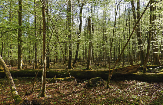 Foto 1: Waldmeister-Buchenwald im Natura-2000-Gebiet Nationalpark Berchtesgaden. Weniger als 15 % der Gesamtflche des Lebensraumtyps 9130 in sterreich liegen in Natura-2000-Gebieten. Der gnstige Erhaltungszustand kann daher nur durch weitere Gebietsausweisungen oder durch ergnzende Manahmen auerhalb der Gebiete gewhrleistet werden.