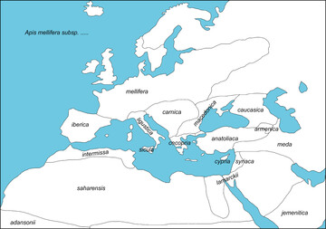 Abb.1: Natrliche Verbreitung verschiedener Unterarten vonApis mellifera in Europa und Afrika