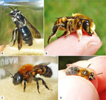 Abb. 2: Beispiele für Wildbienenarten Süddeutschlands: A:Andrena agilissima (Weibchen). B:Megachile maritima (Männchen). C:Osmia pilicornis (Weibchen). D:Andrena fuscipes (Weibchen)