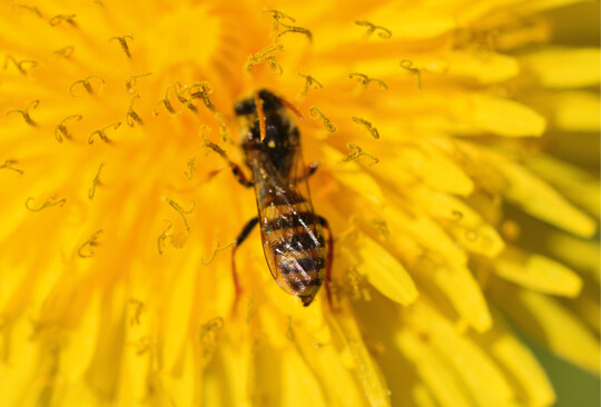 Abb.6: Kuckucksbienen der Gattung Nomada  sind direkt vom Vorkommen ihrer Wirtsbienen abhngig. Sterben diese lokal aus, verschwinden auch die von ihnen abhngigen parasitisch lebenden Arten.