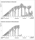 <strong>Abb. 1: </strong>Im Wirtschaftswald fehlt die zweite Lebenshälfte der meisten Bäume und es mangelt damit an wichtigen Strukturen alter Bäume für zahlreiche Tier- und Pflanzenarten. In cultivated forests the second half of the life period of most trees is missing, leading to a lack of important structures of old trees which are required by many plant and animal species.