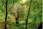 Abb. 2 : Natürliche Wälder im Entstehen: Strukturvielfalt bringt Artenvielfalt (Fauler Ort", Uckermark). © Johannes Enssle Emergence of a natural forest: Diversity of structures creates diversity of species.