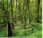 Naturnaher Auwald an der Elbe die Auenlebensräume benötigen mehr Raum und finanzielle Förderung.