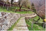 Abb. 5 : Eine Terrassenlandschaft im geplanten Nationalpark Locarnese, die im Rahmen eines Landschaftsentwicklungsprojektes restauriert wurde. © Archiv SL This terraced landscape in the planned Locarnese National Park has been restored as part of a landscape development project.