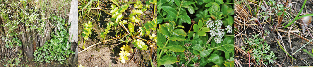 <strong>Abb. 1: </strong>Wildselleriearten in Deutschland (v. l. n. r.):Apium graveolens ssp.graveolens ,Helosciadium repens ,H. nodiflorum undH. inundatum. © v. l. n. r.: U. Meyer-Spethmann (1 und 2), A. Wilhelm, JKI (3), L. Frese, JKI (4) Wild celery species in Germany, from left to right: Apium graveolens ssp. graveolens, Helosciadium repens, H. nodiflorum and H. inundatum.